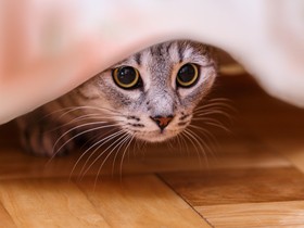ピンポンで姿を消す幻の猫!?　愛猫がお客さんに慣れるには焦らずゆっくりおやつ作戦