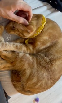 撫で撫で嬉しいな＝わい猫さん（@wainekoutan）提供