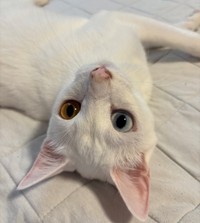 犯人は「破壊神」白ちゃんでした