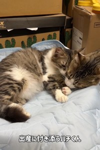 実は出産に立ち会っていたハチくんだったが…