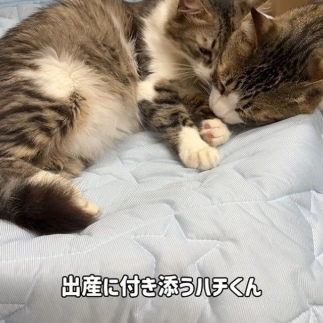 実は出産に立ち会っていたハチくんだったが…
