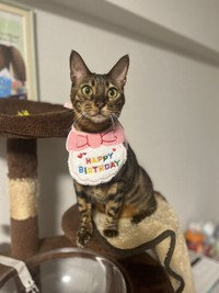 今年の11月には、4歳の誕生日を迎えた