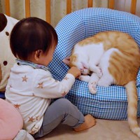 お兄ちゃんになった茶々くん。弟のお世話も上手です（画像提供：茶々のちニャンキー時々ガブ男（猫垢）さん）