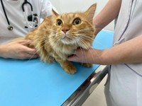 動物病院で「いい子」と褒められる＝motsuceratopsさん提供