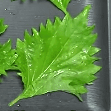 夏の必需品、大葉　画像提供：のりんごさん