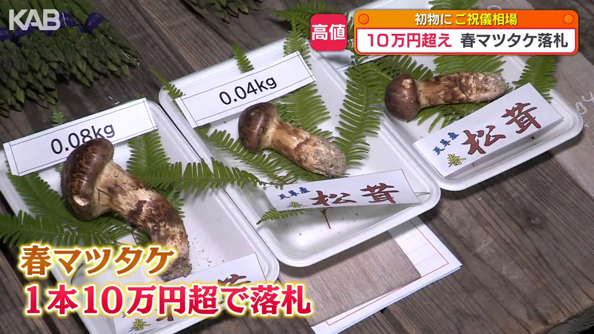 全国で最も早く収穫 「春マツタケ」80グラムに10万円超の高値！（1