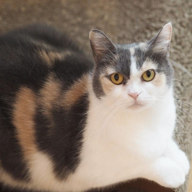 美しい毛並みのグリちゃん