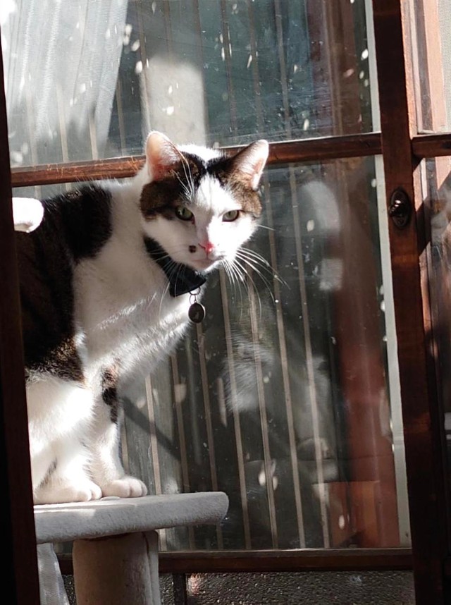 キャットタワーも大好き＝gatita_himawariさん提供