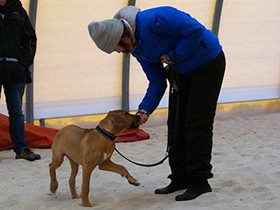 犬とたっぷり密着した日々　ＰＲＯＤＯＧスクール第一期生が卒業