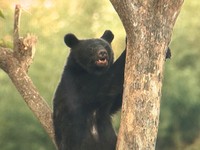 【速報】仙台・青葉区　柿の木の上にクマ　そばに子グマも　警察が警戒に当たる