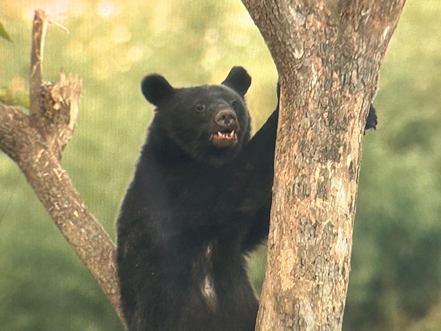 【速報】仙台・青葉区　柿の木の上にクマ　そばに子グマも　警察が警戒に当たる