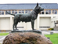 飼い主を救った「忠犬タマ公」知って！ 銅像、ゆかりの横須賀へ