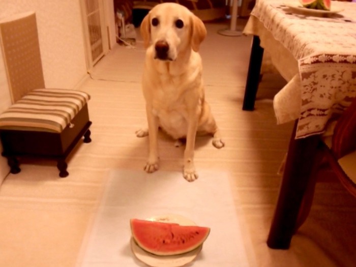 大好きだったスイカを前に…レイ之助くん12歳