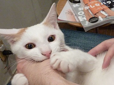 車のボンネットから救出された迷い猫　今は美容室のアイドルに