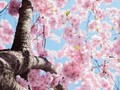 よじれた手で桜の花びらを拾った水俣の貴女へ。半世紀後の私は、祈りを捧げて拾う