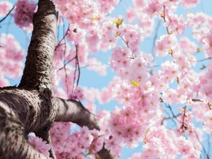 よじれた手で桜の花びらを拾った水俣の貴女へ。半世紀後の私は、祈りを捧げて拾う