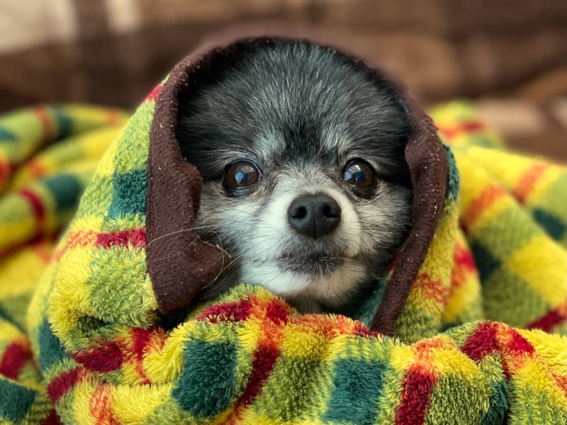 もう１枚ほっかむりショット