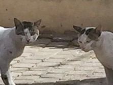 イスラエルのメトロねこ　駅でゴロゴロ