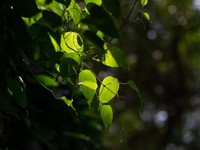 欲しかったのは先生ではなく「なりたい私」。背伸びした夏を思い出す