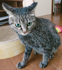 シャンプーを終えたちあきさん（画像提供：青い人さん）