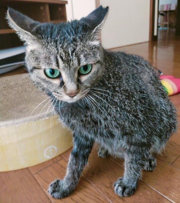 シャンプーを終えたちあきさん（画像提供：青い人さん）