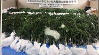 【速報】山中で大麻草を栽培した疑いなどで男2人を逮捕　大麻のような植物約460本を押収　岡山県警