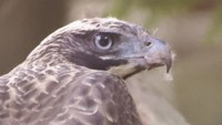 野鳥の魅力を感じて　愛鳥週間に合わせて岡山市で写真展　生息が危ぶまれる猛禽類など約50点