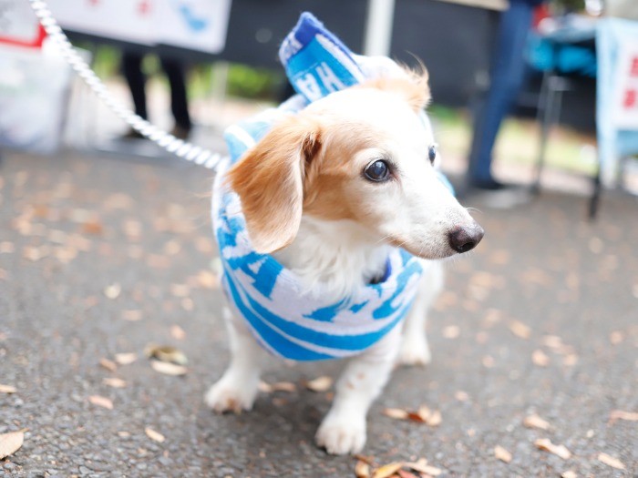 横浜FCのタオルを巻いた保護犬のムースくん（14歳）（シロップ提供）