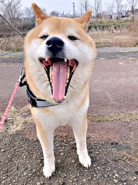 お散歩中、にこにこ笑顔になるじぇいたろうくん（画像提供：じぇいたろうさん）