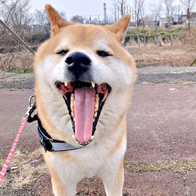 お散歩中、にこにこ笑顔になるじぇいたろうくん（画像提供：じぇいたろうさん）