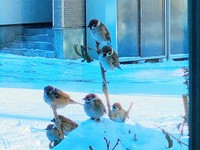 冬にも現れたスズメたち（画像提供：さっつーさん）