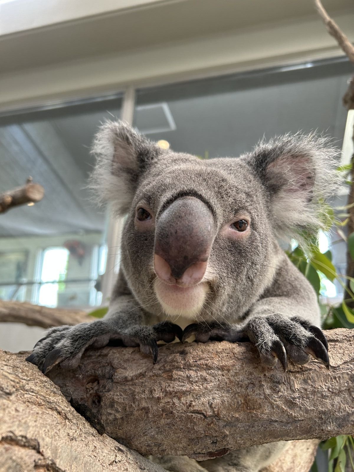 コアラ　他の方はご遠慮願います コアラの愛称投票 ｜イベントカレンダー｜東山動植物園