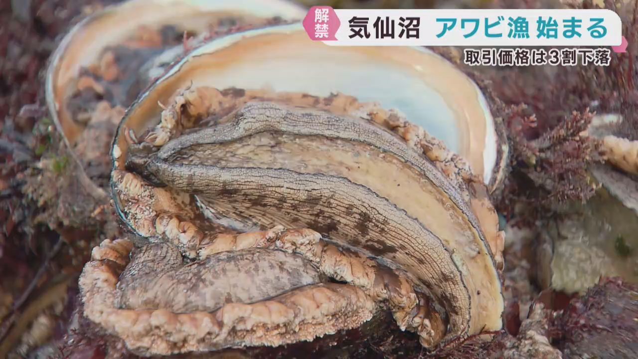 アワビ漁が解禁　例年よりも小ぶり　築地や仙台の市場に出荷　宮城・気仙沼市