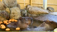 カピバラにゆず湯をプレゼント　岡山市の池田動物園