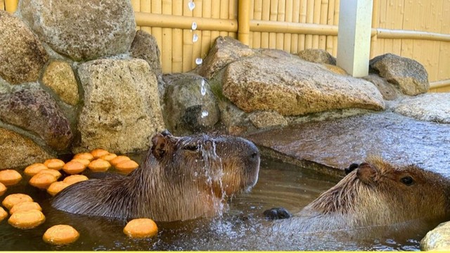 冬至に合わせてカピバラにゆず湯のプレゼント　岡山市の池田動物園