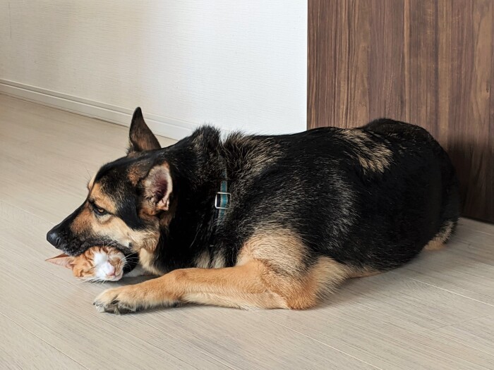 「食べちゃいたいくらい、キミが好き」（恵理さん提供）