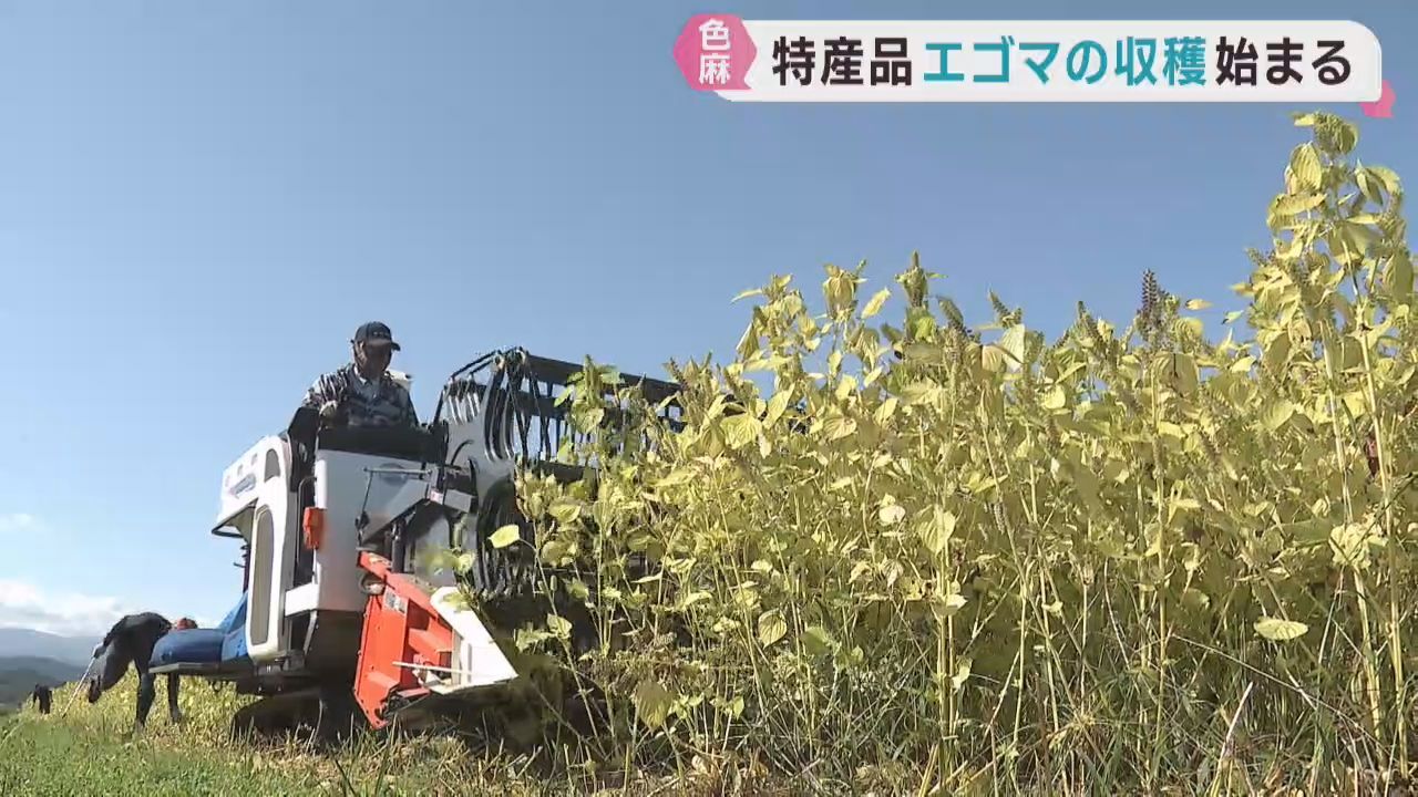 宮城・色麻町で特産エゴマの収穫始まる　収量は例年並み