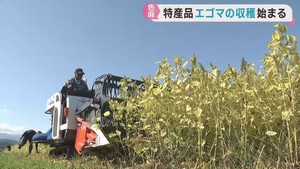 宮城・色麻町で特産エゴマの収穫始まる　収量は例年並み