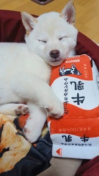 子犬時代にもらったおもちゃ（画像提供：白柴犬まんまるさん）