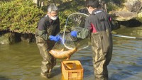 「香風園」の池にいるコイ約200匹を回収　坂出市本町