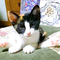 飼い主さんを見つめるよちこちゃん（画像提供：よちこさん）