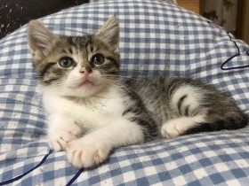 譲渡が決まりかけた子猫　血便が止まらず辞退され、「我が子」に