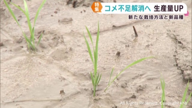 暑さに強い苗