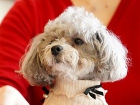 保護された元繁殖犬　初めて人のぬくもりと、遊ぶ楽しさを知る