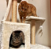 キャットウォークを楽しむ、くるくんとポッキーちゃん