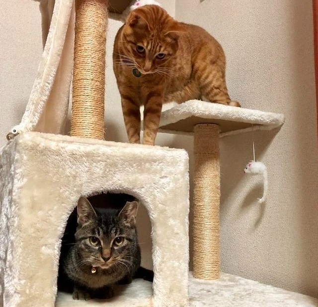 キャットウォークを楽しむ、くるくんとポッキーちゃん