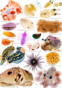 たくさんいる海の生き物。これはまだまだ一部です（提供：でんか@『海のあかちゃん』『ヤドカリ探索図鑑』さん）