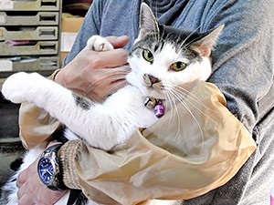 そばにいてくれて、ありがとう　ペットは「大切な家族」