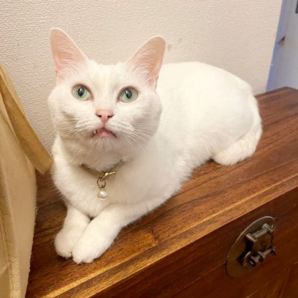 飼い主さんを見上げるミルちゃん（画像提供：はんびらミルとおとろレオさん）