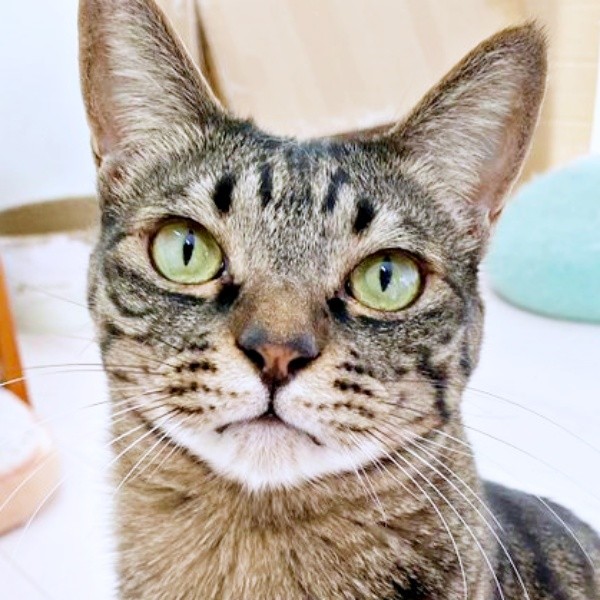 「チンアナゴ」説、急浮上！？ 脅威のスタイルを披露したワンダーくん（画像提供：キャットアパートメントコーヒーさん）